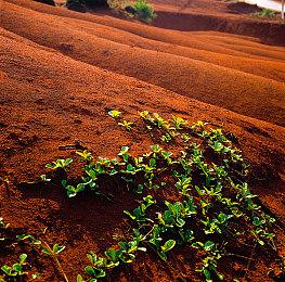 《夜莺传说》EA版发行日期提前至2月20日